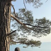 ���������� �����������, ���� ����� �������, 21 ���, ������������ ��� ������, ����� � ���������