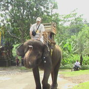 ���������� ������, ���� ������� Roman, 41 ���, ������������ ��� ������, ����� � ���������, c�������� ���������