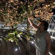 ���������� ���������, ���� ������� ������, 63 ����, ������������ ��� ����� � ���������, c�������� ���������, ���������