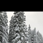 ���������� �����, ���� ������� ���������, 44 ����, ������������ ��� ����� � ���������, c�������� ���������