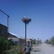 ���������� ������, ���� ������� ARSEN, 40 ���, ������������ ��� ������