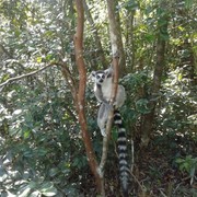 ���������� ������, ���� ������� ����, 41 ���, ������������ ��� ������, ����� � ���������, c�������� ���������