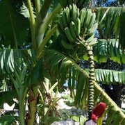 ���������� ������, ���� ������� ������, 78 ���, ������������ ��� ������, ����� � ���������, c�������� ���������