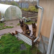 ���������� ���������, ���� ������� ���������, 38 ���, ������������ ��� ������, ����� � ���������, ���������