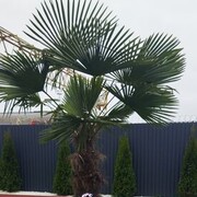 ���������� ���������, ���� ������� ������, 39 ���, ������������ ��� ������, ����� � ���������, c�������� ���������, ���������