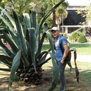 ���������� ����� �������, ������� ���������, 33