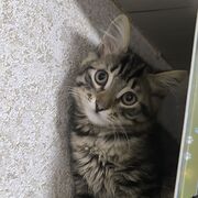 ���������� ���, ����