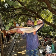 ���������� ������, ���� ������� ������, 43 ����, ������������ ��� ����� � ���������, c�������� ���������