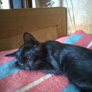 ���������� �����, ���� ������� ����, 46 ���, ������������ ��� ������, ����� � ���������