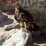 ���������� �����������, ���� ������� �������, 48 ���, ������������ ��� ������, ����� � ���������, c�������� ���������