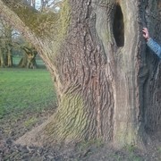 ���������� Waldbrol, ���� ������� ������, 59 ���, ������������ ��� ������, ����� � ���������, c�������� ���������