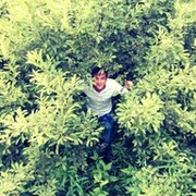 ���������� ������, ���� ������� Roma, 35 ���, ������������ ��� ������, ����� � ���������, c�������� ���������