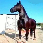  ,   , 43 ,   ,   , c 