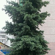  -,   , 37 ,   ,   , c 