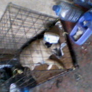 ���������� ������, ���� ������� ����, 58 ���, ������������ ��� ����� � ���������, c�������� ���������