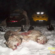 ���������� ����������, ���� ������� ������, 56 ���, ������������ ��� ������