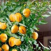 ���������� ������, ���� ������� �����, 40 ���, ������������ ��� ����� � ���������, c�������� ���������