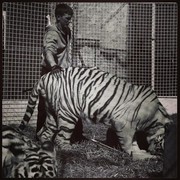 ���������� ����������, ���� ������� ������, 37 ���, ������������ ��� ������, ����� � ���������, c�������� ���������