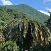 ���������� ������, ���� ������� ������, 31 ���, ������������ ��� ������, ����� � ���������, c�������� ���������, ���������