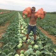 ���������� �����, ���� ������� ���������, 36 ���, ������������ ��� ������, ����� � ���������, c�������� ���������