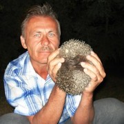 ���������� ��������, ������� �������, 65