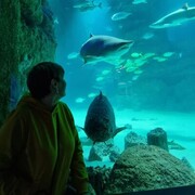 ���������� ������, ���� ������� ����, 56 ���, ������������ ��� ������, ����� � ���������, c�������� ���������, ���������