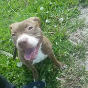 ���������� �������, ���� ������� ������, 40 ���, ������������ ��� ������, ����� � ���������, c�������� ���������, ���������