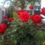  ,   , 53 ,  