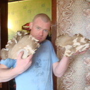 ���������� ������ ���, ���� ������� ������, 38 ���, ������������ ��� ����� � ���������, c�������� ���������