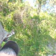 ���������� ���������, ���� ������� ����, 38 ���, ������������ ��� ������, ���������