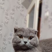 ���������� ������, ������� Andrei, 32