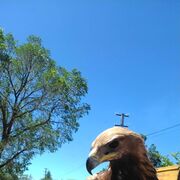 ���������� ������, ���� ������� �������, 44 ����, ������������ ��� ������, ����� � ���������