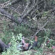 ���������� ���������, ���� ����� ����, 25 ���, ������������ ��� ������, ���������