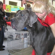 ���������� ����, ���� ������� Nana, 56 ���, ������������ 