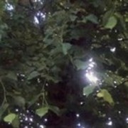  ,  Vova, 31