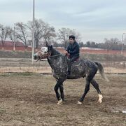 ���������� �������, ���� ������� ������, 26 ���, ������������ ��� ������, ����� � ���������