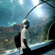 ���������� ����������, ���� ������� �����, 40 ���, ������������ ��� ������, ����� � ���������, c�������� ���������