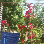 ���������� ���������, ���� ������� ����������, 44 ����, ������������ ��� ������, ����� � ���������