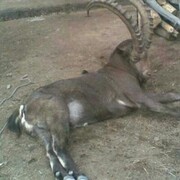 ���������� ������, ���� ������� ������, 41 ���, ������������ ��� ������, ����� � ���������