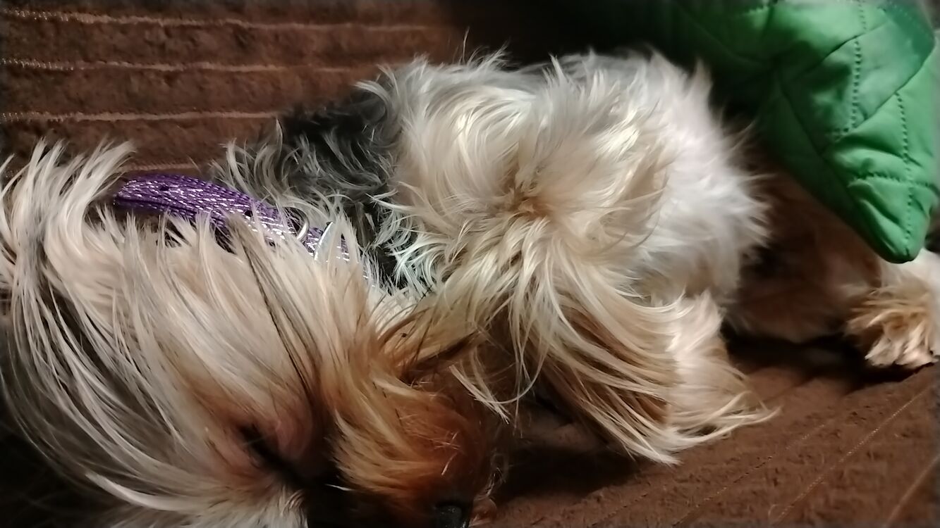 ���� 55028205 ����� ����, 18 ���, ���� ���������� � ��������