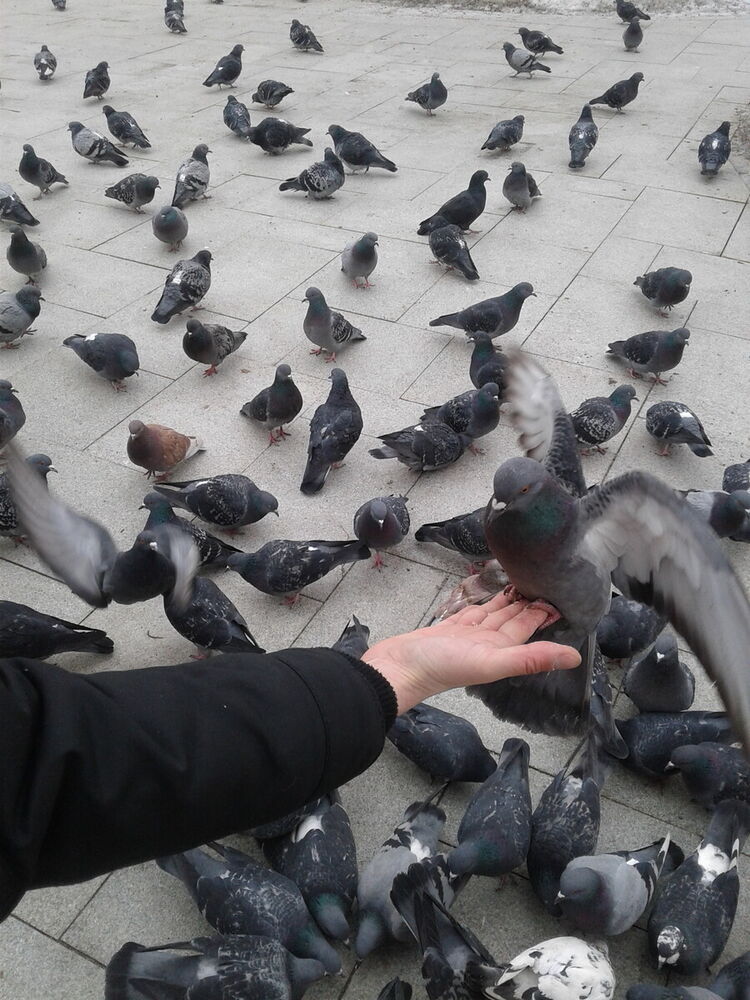 ���������� ������, ���� ������� ������, 43 ����, ������������ ��� ������, ����� � ���������, c�������� ���������