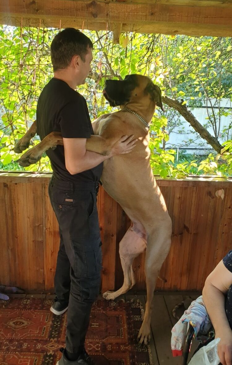 ���������� ������ ��������, ���� ������� �������, 43 ����, ������������ ��� ������, ����� � ���������, c�������� ���������