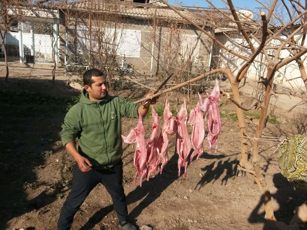 ���������� ������ ��������, ���� ������� ����, 36 ���, ������������ ��� ������, ����� � ���������, c�������� ���������