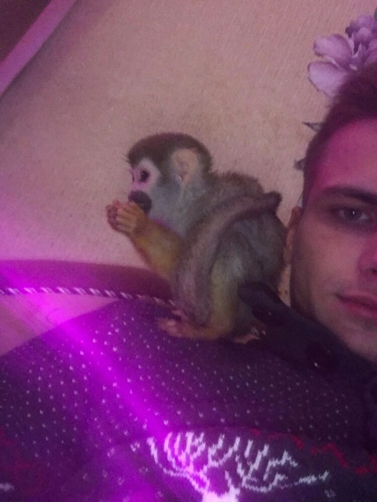 ���������� ���������, ���� ����� �������, 25 ���, ������������ ��� ������, ����� � ���������