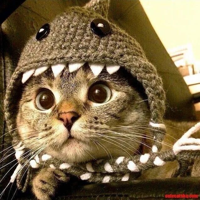 ���������� �����������-��-�����, ���� ������� �����, 26 ���, ������������ ��� ������, ����� � ���������, c�������� ���������, ���������