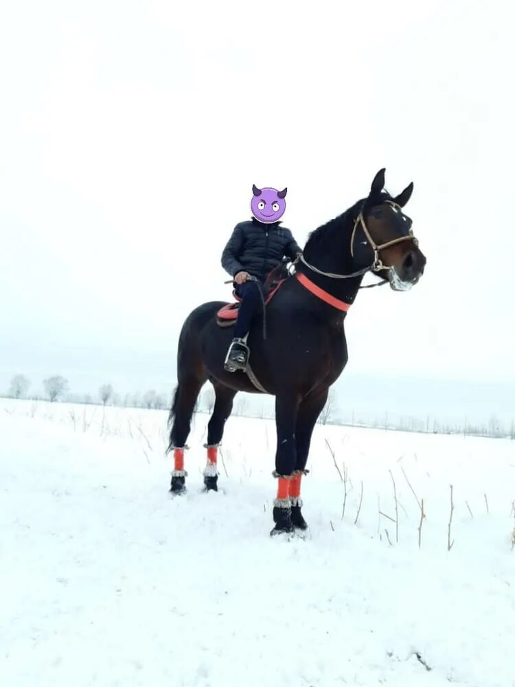 ���� 41769135 ������� Kent, 31 ���, ���� ���������� � ������