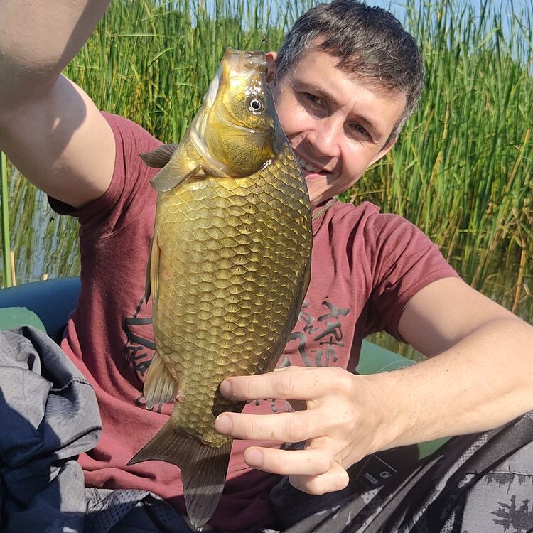 ���� 29662895 ������� �������, 38 ���, ���� ���������� � ����������