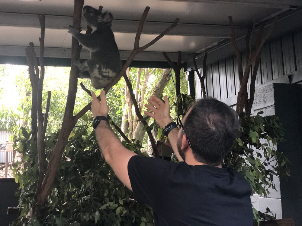 ���� 33927015 ������� �����, 36 ���, ���� ���������� � ������