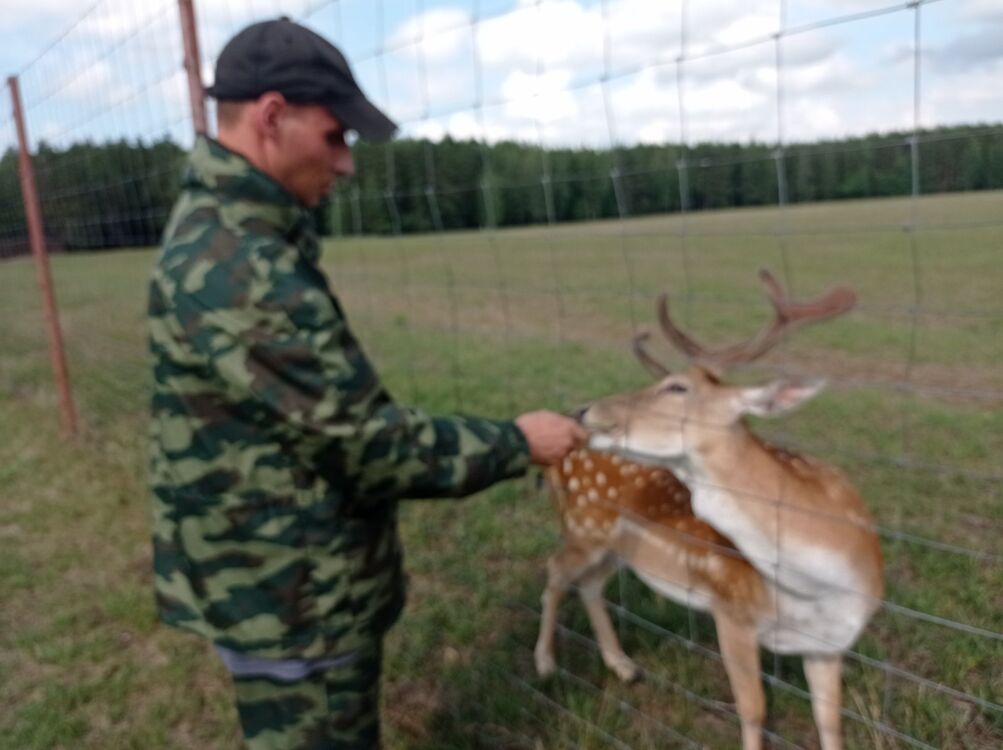 ���������� �����, ���� ������� ������, 37 ���, ������������ ��� ������, ����� � ���������