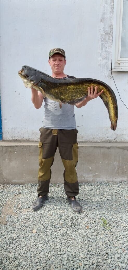 ���� 39162945 ������� �������, 41 ���, ���� ���������� � �������������